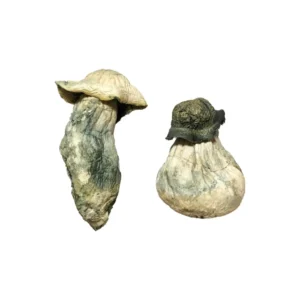 Albino Penis Envy Magic Mushrooms 14g