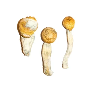 Penis Envy Magic Mushrooms 14g