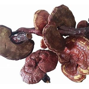 Dried Whole Reishi